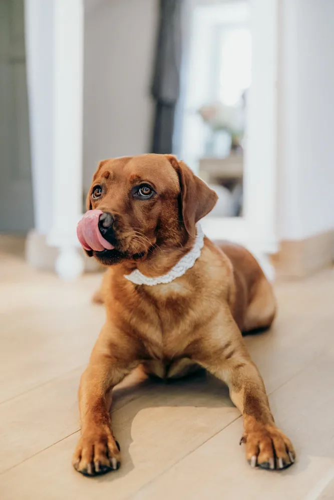 Brauner Labrador mit weißem Spitzenhalsband liegt auf hellem Boden. Hochzeitsfotograf MOKATI